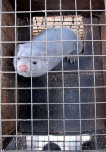 In this Feb. 12, 2013 file photo, a minks looks out from its cage at Bob Zimbal's fur farm in Sheboygan Falls, Wis. The Sheboygan County Sheriff's Office says the May 13, 2013 thefts of more than 300 baby mink from the Dittrich Mink Ranch in Mosel doesn't look like the work of animal rights activists. Photo: Carrie Antlfinger 