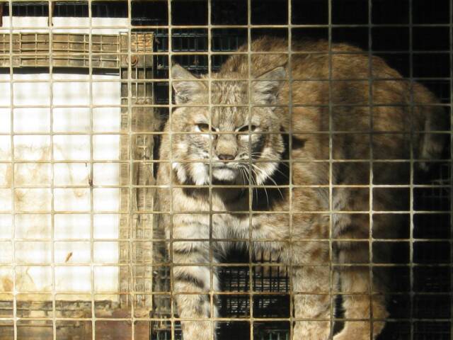 Bobcat imprisoned at Montana fur farm, 2009