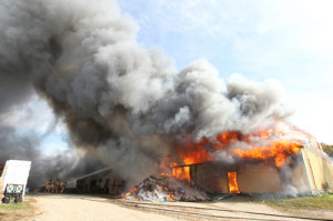 Fire at Sonnenberg Mink Farm, Detroit lakes, Minnesota: October 11, 2013