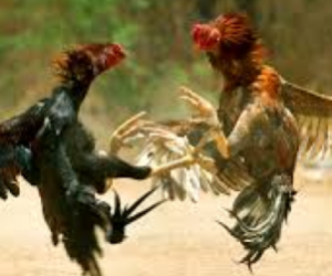 roostersfight