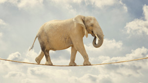 elephant-circus-tightrope_fe