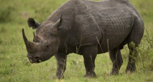 Black-Rhinoceros-In-Masai-Mara-National-Park-In-Kenya-800x430