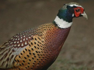 pheasant-oregon