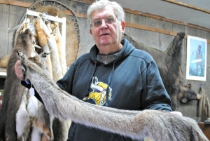 TOM CHERVENY |  TRIBUNE  Scott Johnson has a few tender ribs after his encounter with a six-point buck. The buck walked into Johnson Furs in broad daylight, head butted Johnson and made a mess, but escaped with his hide.