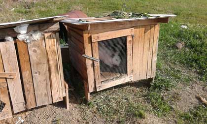 Italian Rabbit Liberation (in photos)