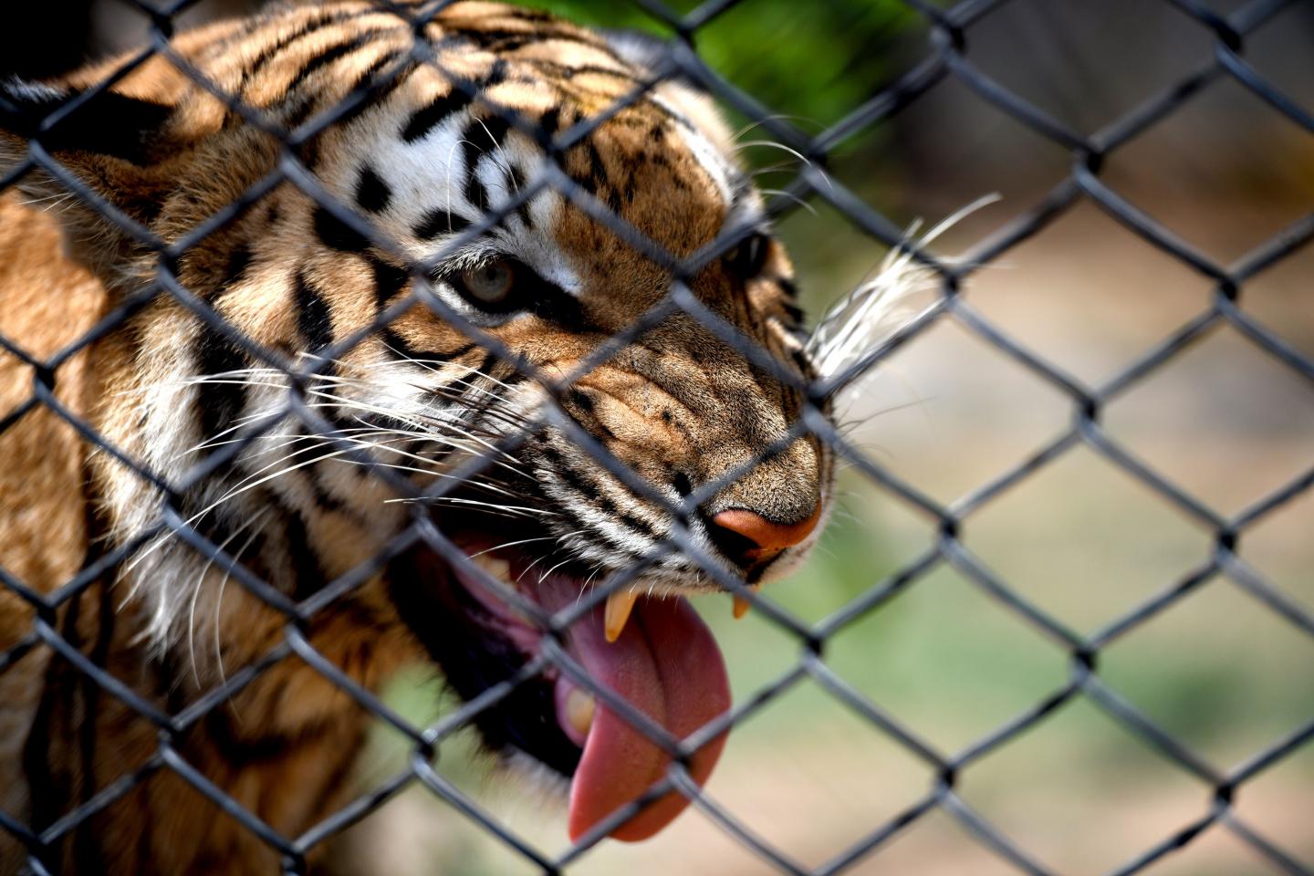 ANIMAL RIGHTS ACTIVISTS SET FIRE TO ZOO »