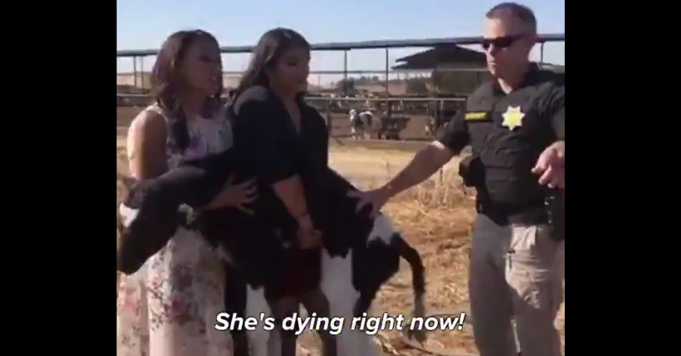 Three Women Charged With Grand Theft Felony For Saving Thrown Away Baby Cow  »