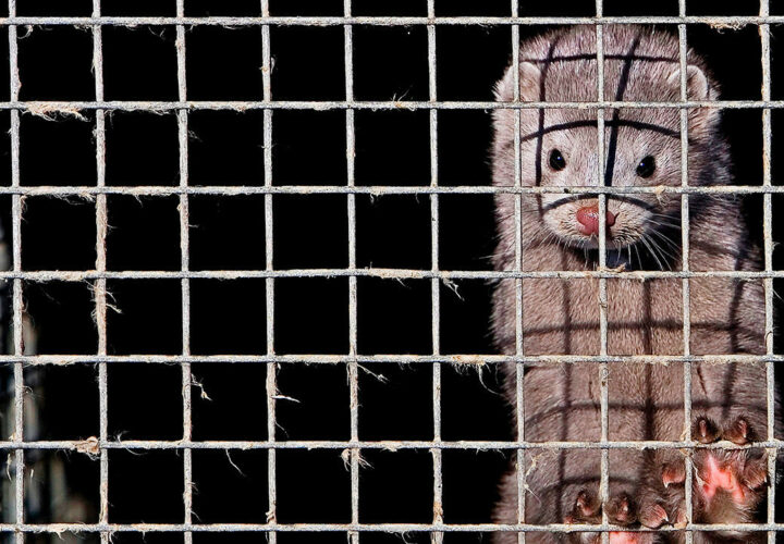 Covid-19 ends Dutch mink farming