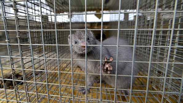 Campaigners Call for Fur Trade to End as Millions of Mink Culled