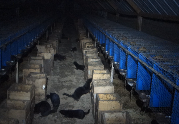 Thousands of Captive Mink Liberated in Idaho, Utah (USA)