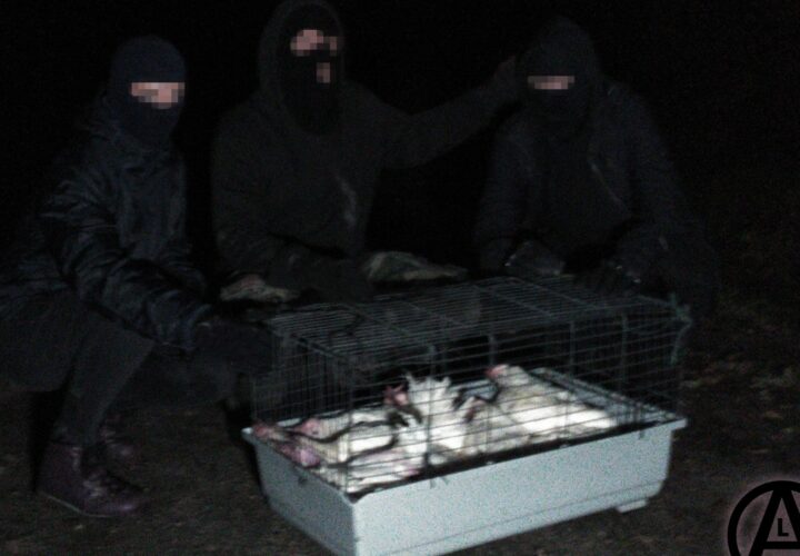 12 Hens Liberated by ALF (Belgium)