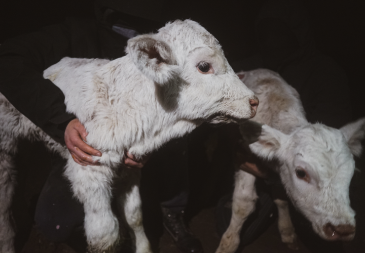 ALF Liberates 2 Calves (UK)