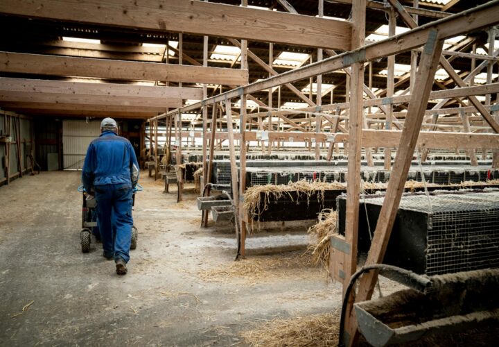 Ireland signals likely end to fur farming with cull of 120,000 mink