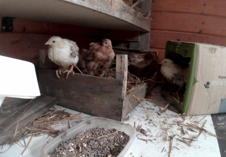 5 Hens Liberated (France)