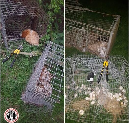 Hunting Cages Smashed (UK)