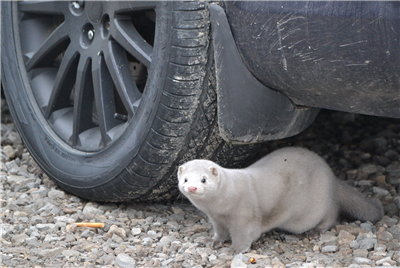 Mink madness in VW County