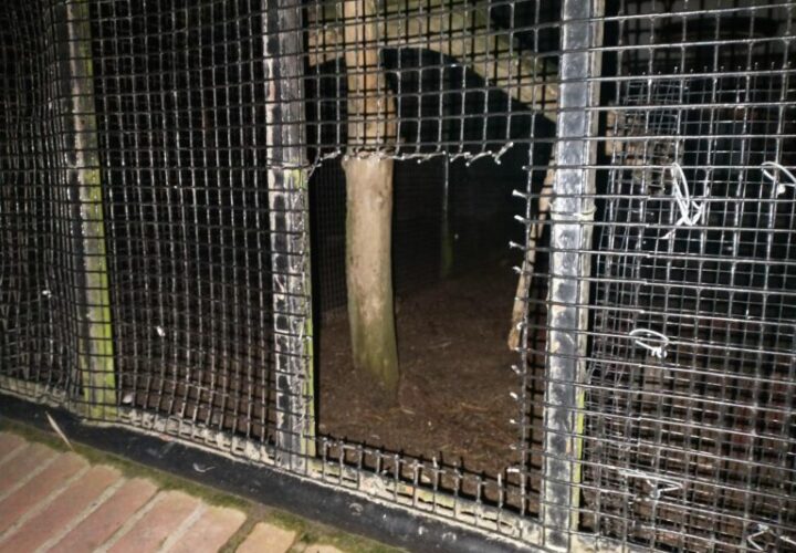 Birds Liberated from Park Aviary (Netherlands)