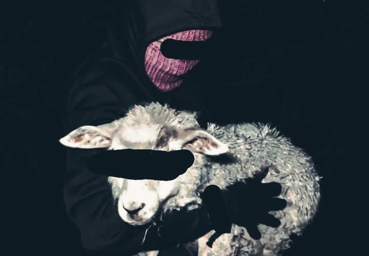 ALF Liberates 8 Lambs in Solidarity with Chilean Detainees Northamptonshire, UK)