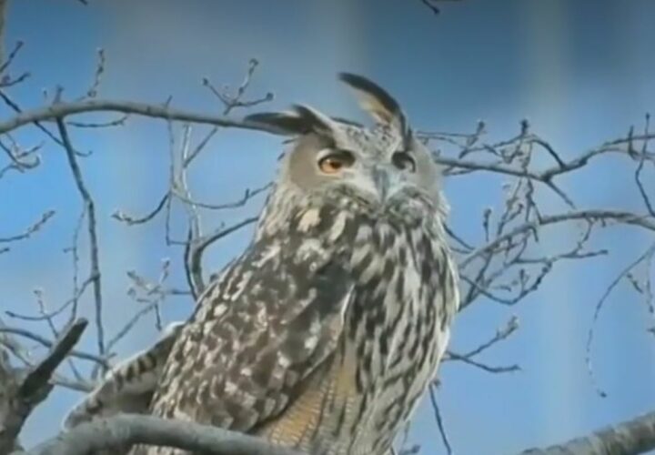 Flaco the Owl Escapes New York City Prison