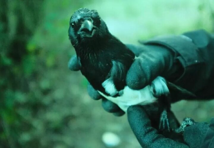 ALF Rescues a Decoy Magpie and Destroys a Larsen Trap (Nottingham, UK)