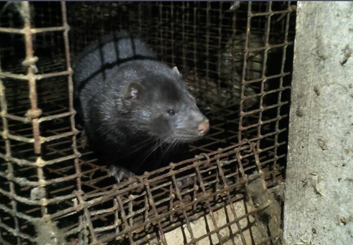 Former Animal Liberation Front Member Challenges Fur Commission USA Director and Fur Farmers to Debate
